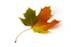 http://www.whv.fr/wp-content/uploads/2011/11/feuille-erable.jpg